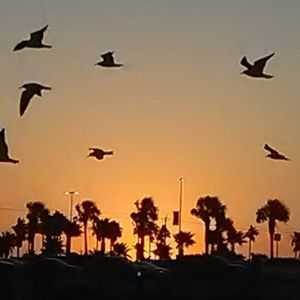 Meet your Posher, Dion